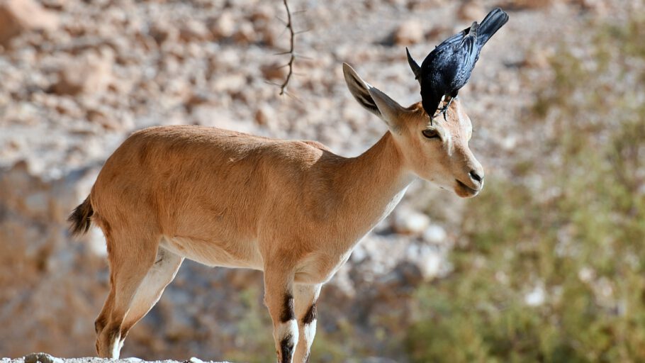 2019-10-09 09-26-28 ISR_3455 En Gedi - Wanderung - Steinbock mit Vogel Hygiene