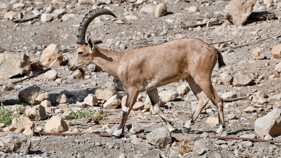 2019-10-09 09-33-26 ISR_3471 En Gedi - Wanderung - Steinbock Männchen