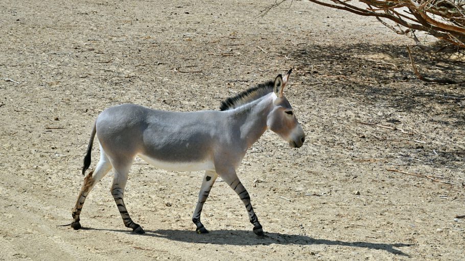 2019-10-10_11-25 ISR_3567 Yotvata Hai-Bar Safari Park - Somalischer Wildesel