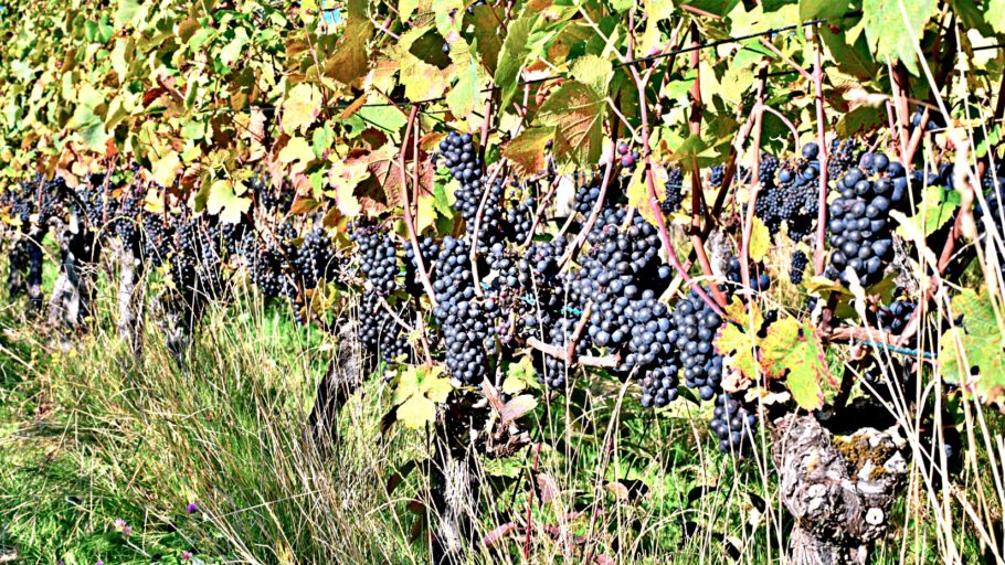 2021-10-14 14-47-56 miniADK_0264 Reben voller Frucht