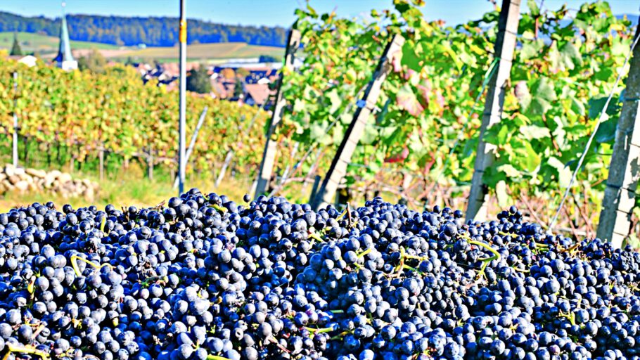 2021-10-14 14-52-36 miniADK_0267 Traubenernte ausserhalb von Rafz