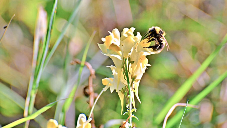 2021-10-14 15-11-56 miniADK_0275 spätherbstliche Bienenernte