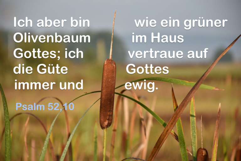 Rohrpflanze mit Psalm 52