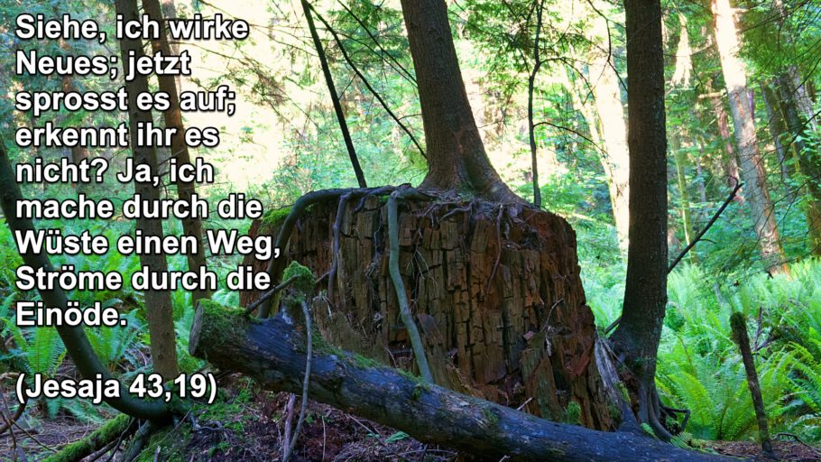 Siehe Neues sprosst auf - Jesaja 43
